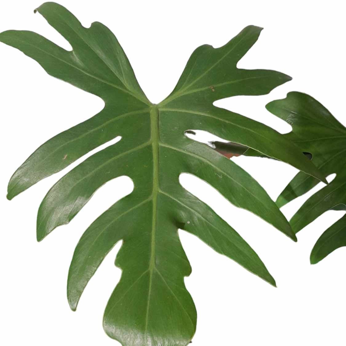 Philodendron Mayoi