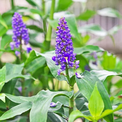 Blue Ginger - Dichorisandra thyrsiflora