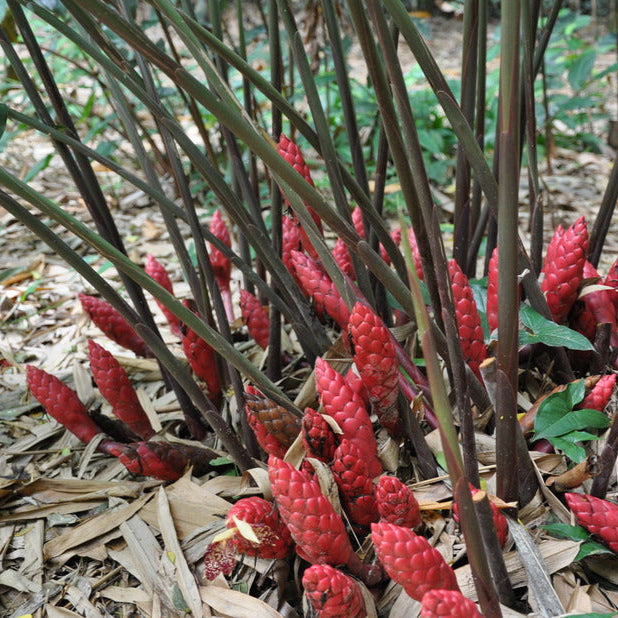Red Hot Poker Ginger
