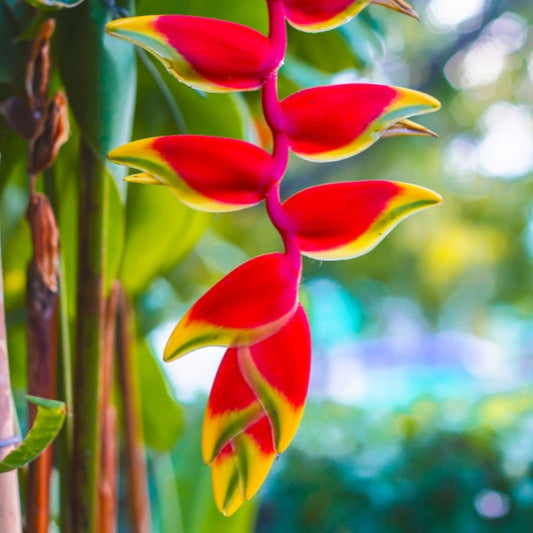 Heliconia Parrot's Beak
