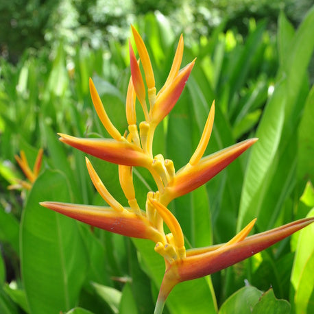 Heliconia Nicky