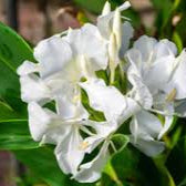 White Ginger Lily