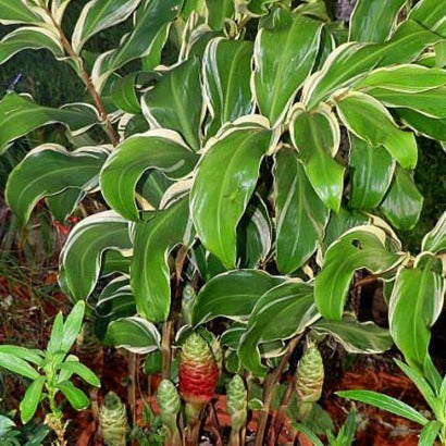 Variegated Shampoo Ginger Zingibar zerumbet darcyi