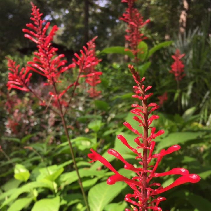 Firespike