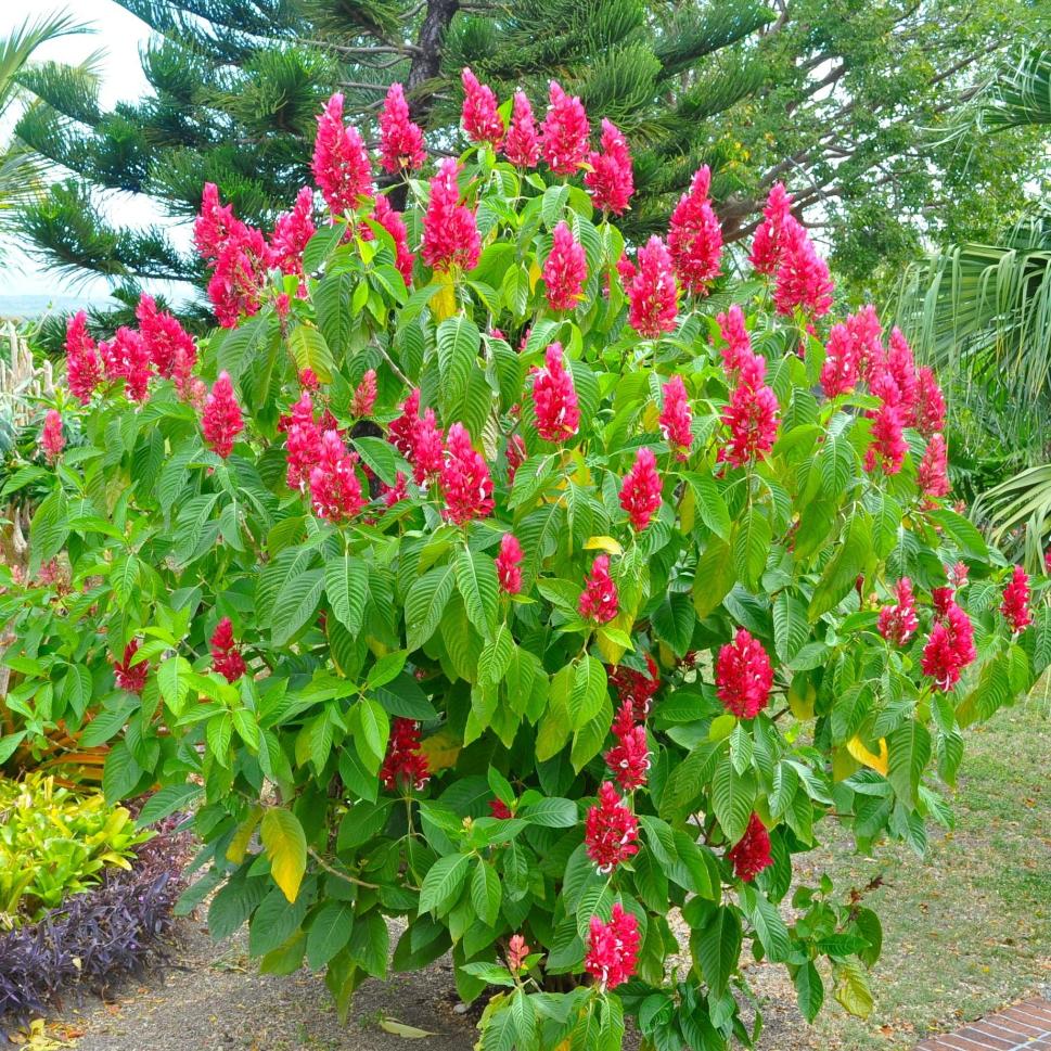Brazilian Red Cloak