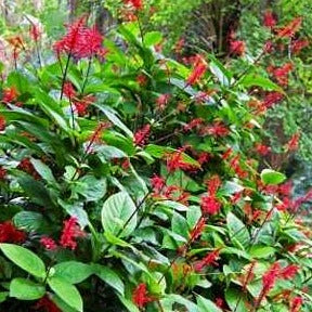 Firespike