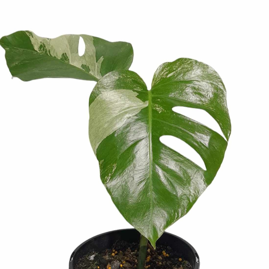 Monstera Albo Borsigiana