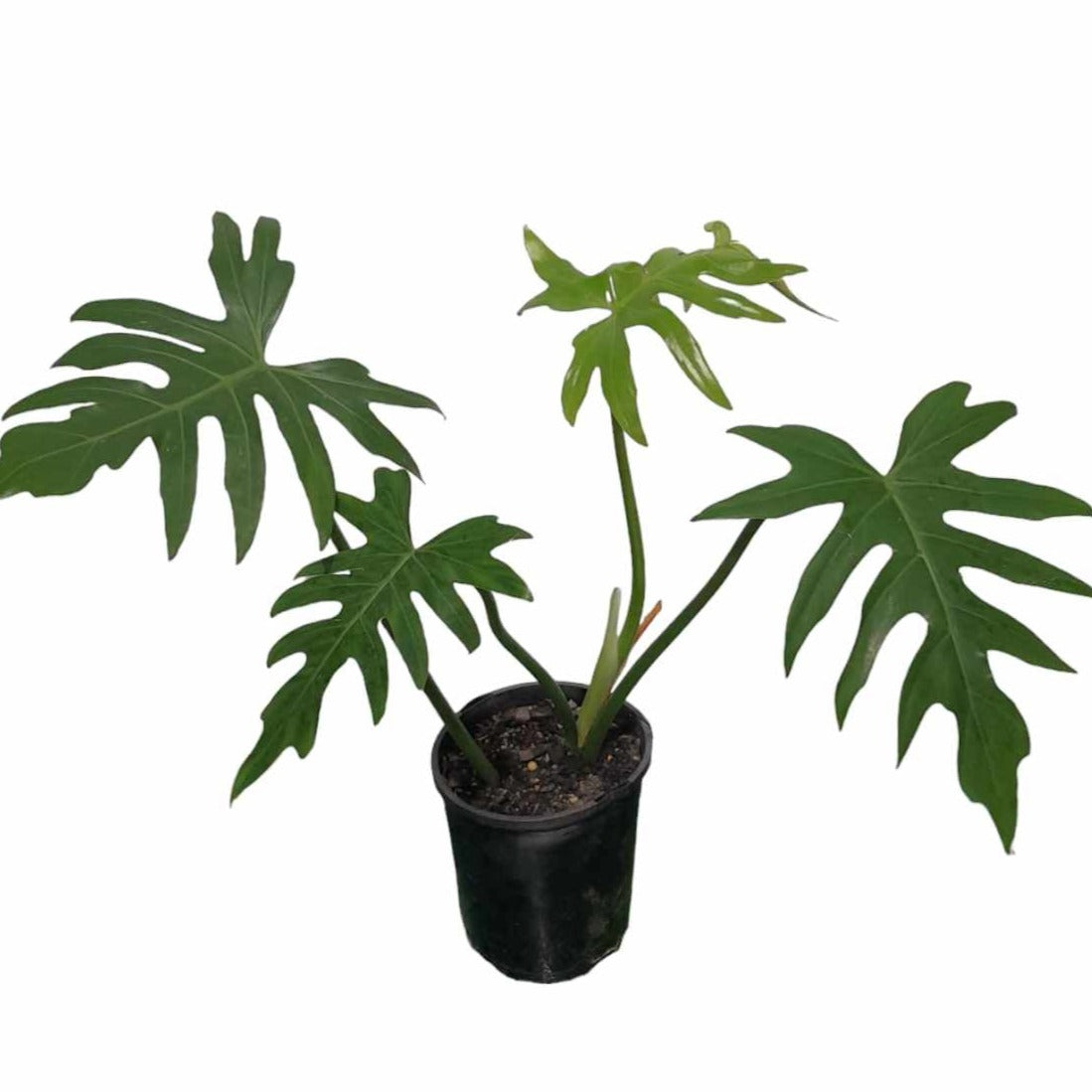 Philodendron Mayoi