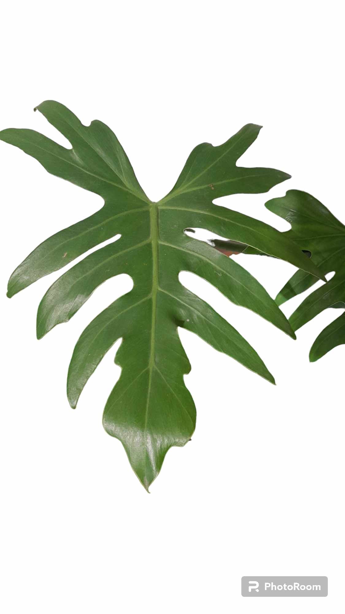 Philodendron Mayoi