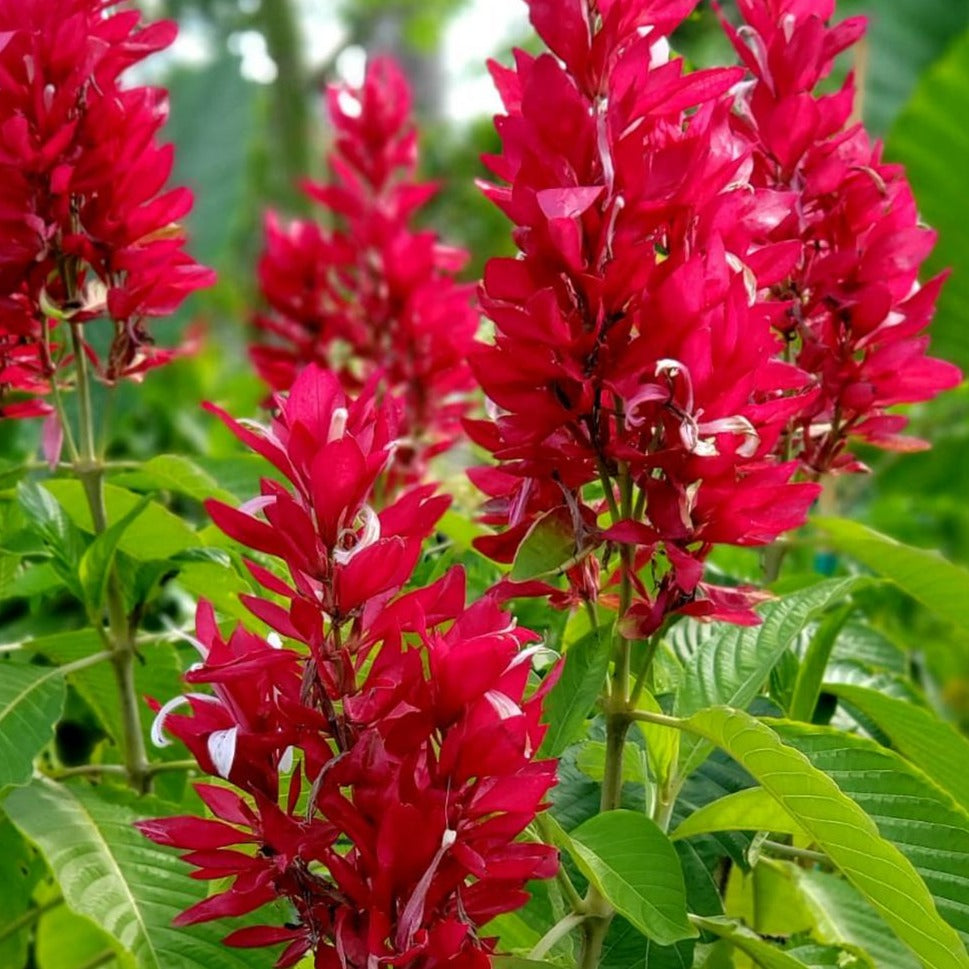 Brazilian Red Cloak