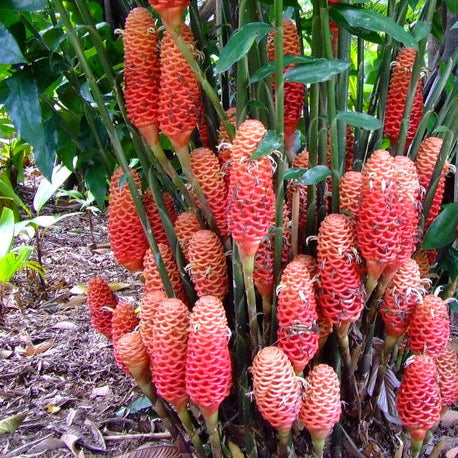 Champagne Beehive Ginger 3 pack