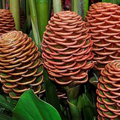 Chocolate Beehive Ginger