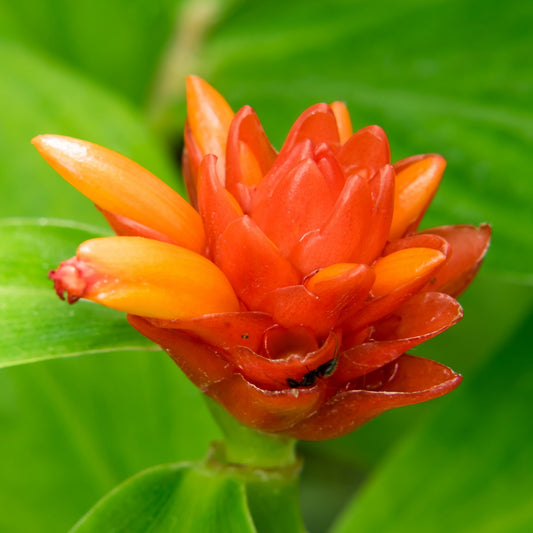 Dwarf Orange Ginger - Costus osae