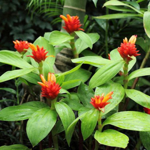 Dwarf Orange Ginger - Costus osae