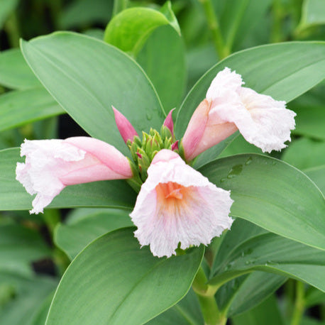 Pink Shadow Ginger