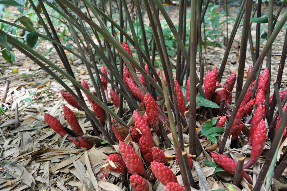 Red Hot Poker Ginger