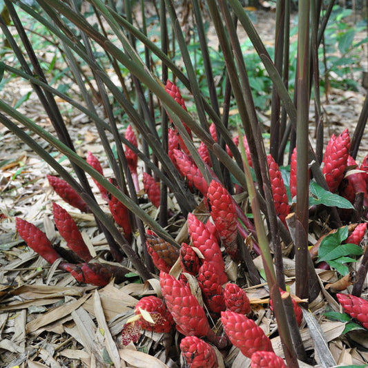 Red Hot Poker Ginger