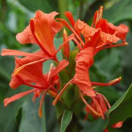 Scarlet Butterfly Ginger - Hedychium greenii