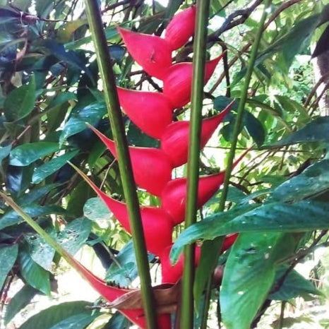 Heliconia Bob Wilson