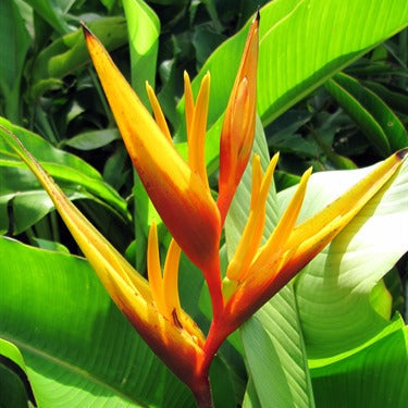 Heliconia Adrian
