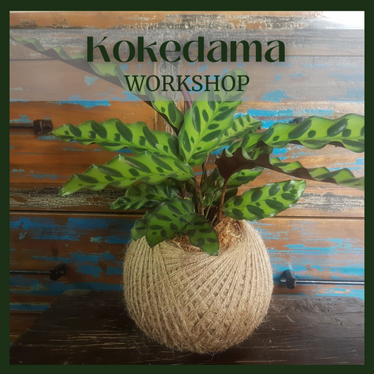 Kokedama Workshop February