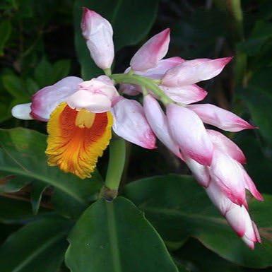 Pink Perfection Ginger