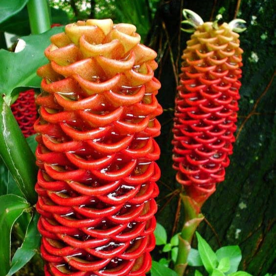 Red Beehive Ginger