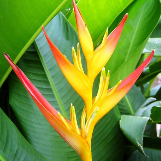 Heliconia Flame