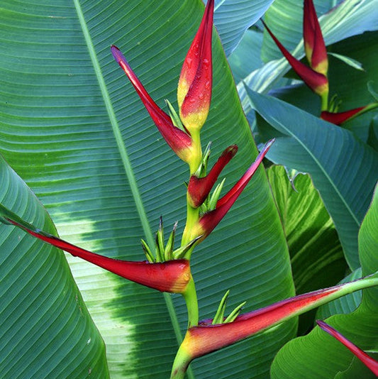Heliconia Road Runner