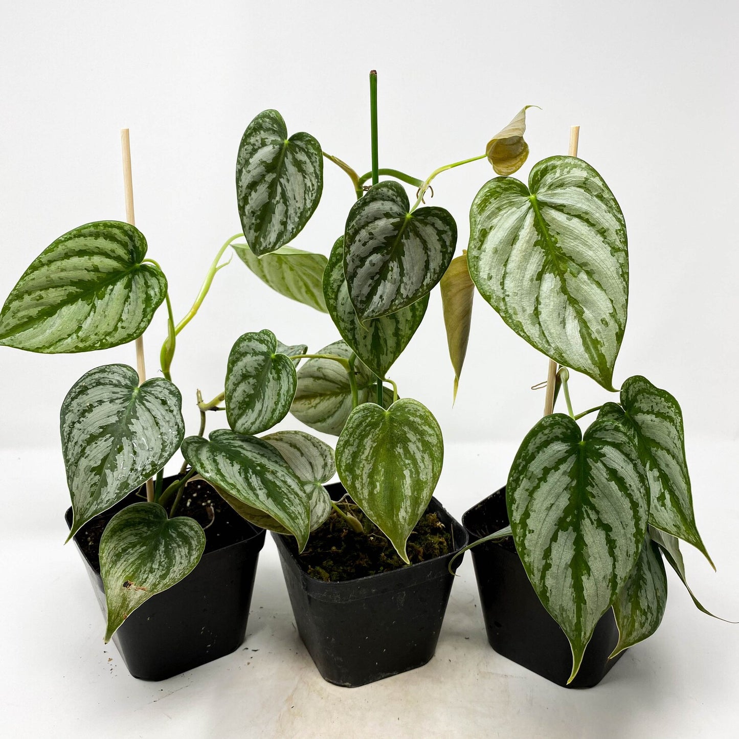 Philodendron Brandiatum