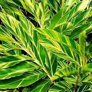 Variegated Shell Ginger